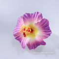 Elección de cabello de hibisco de espuma hecha a mano